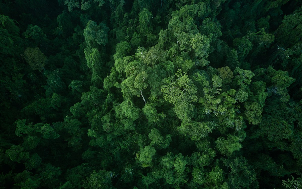 Aerial view of a lush green forest